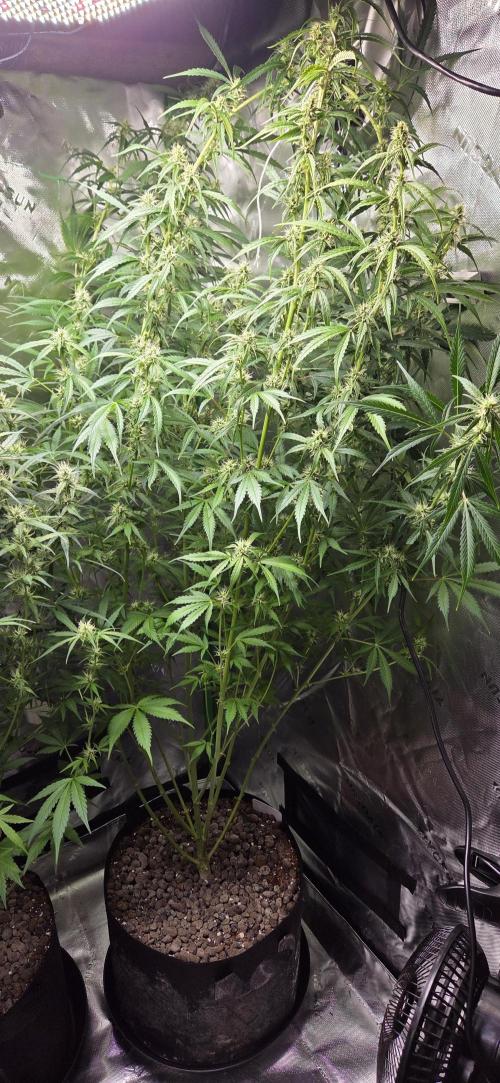 Wedding Cake. Week 10