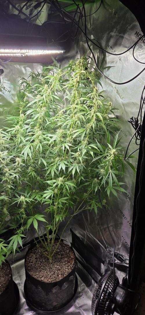 Wedding Cake. Week 10