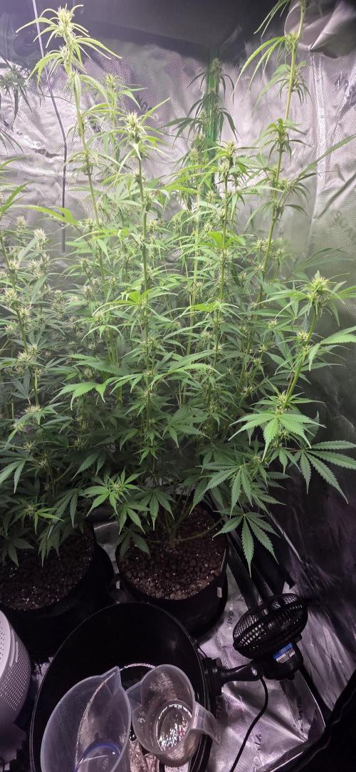Grow Tent S538 60"x32"x80". Week 10