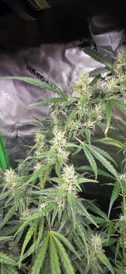 Wedding Cake. Week 11