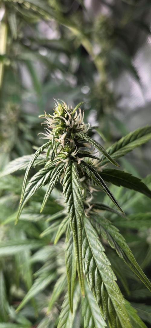 Wedding Cake. Week 11