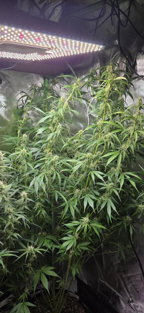 Wedding Cake. Week 11