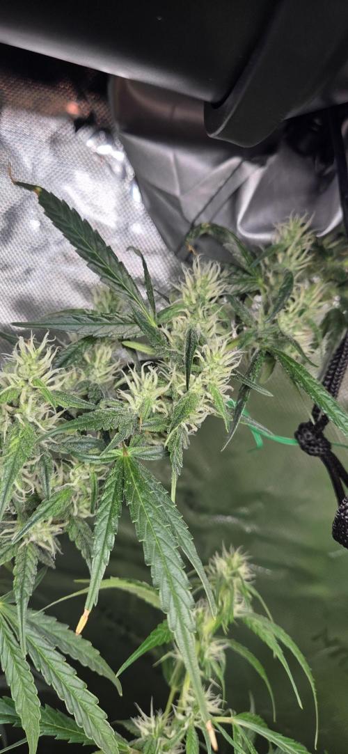 Wedding Cake. Week 11