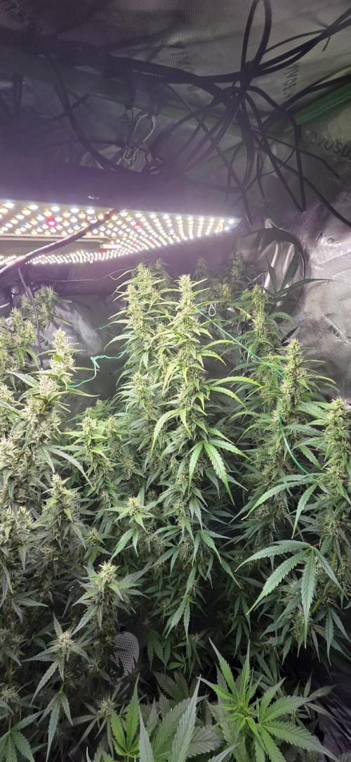 Grow Tent S538 60"x32"x80". Week 11