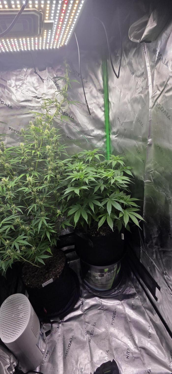 Silverleaf Auto Sour Diesel. Week 8