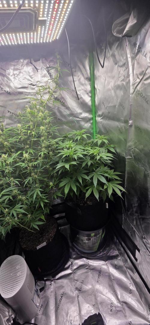 Auto Sour Diesel . Week 8