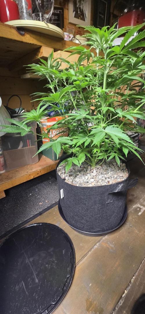 Silverleaf Auto Sour Diesel. Week 9