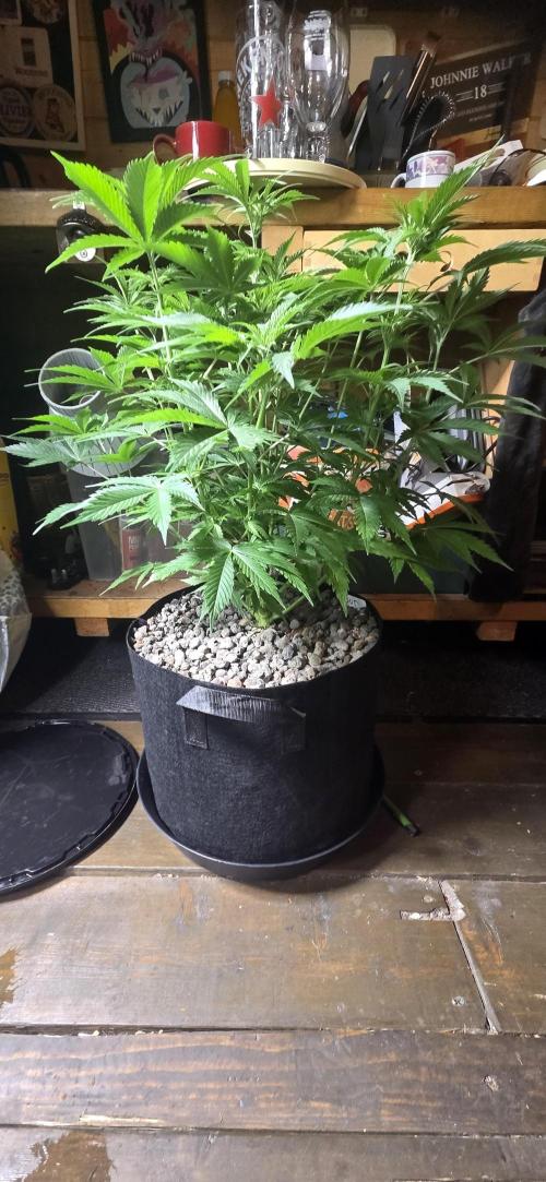 Silverleaf Auto Sour Diesel. Week 9