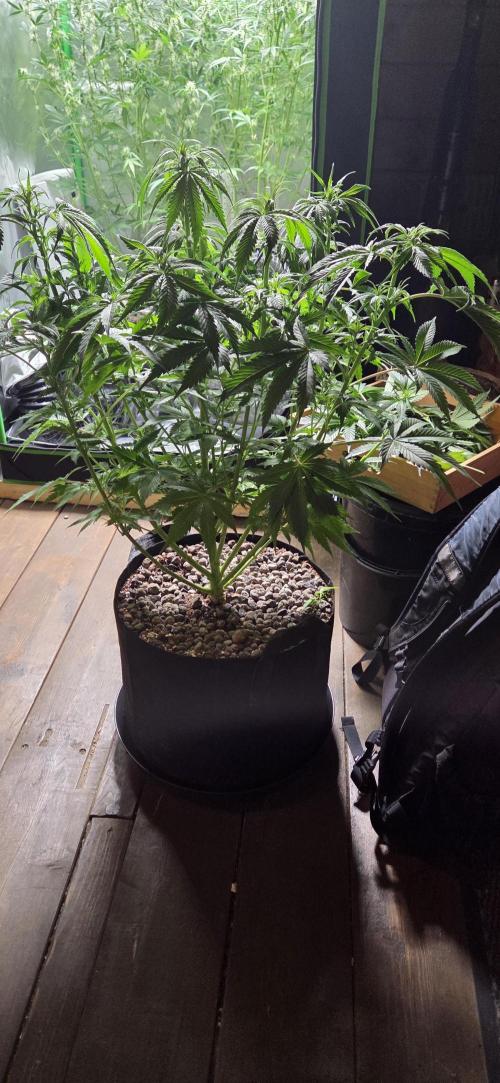 Silverleaf Auto Sour Diesel. Week 9