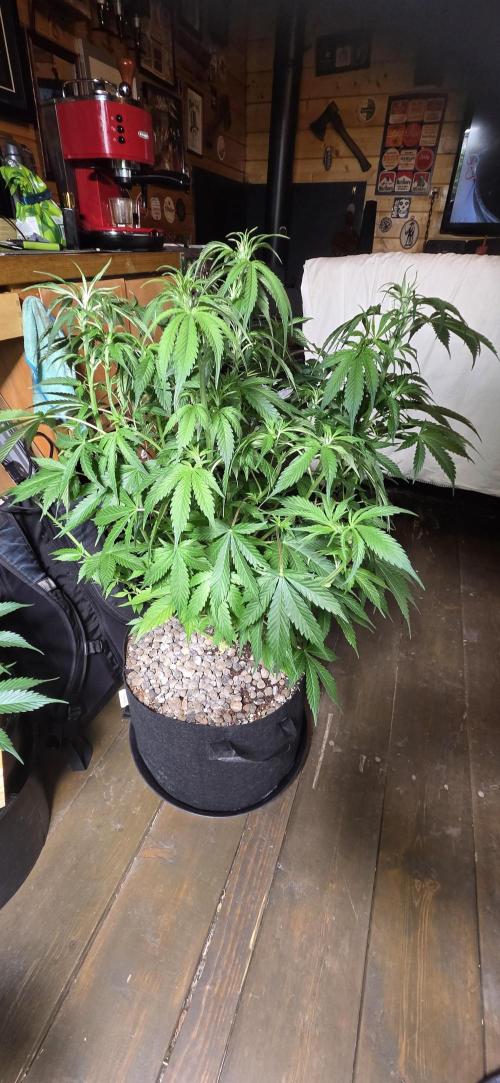 Silverleaf Auto Sour Diesel. Week 9