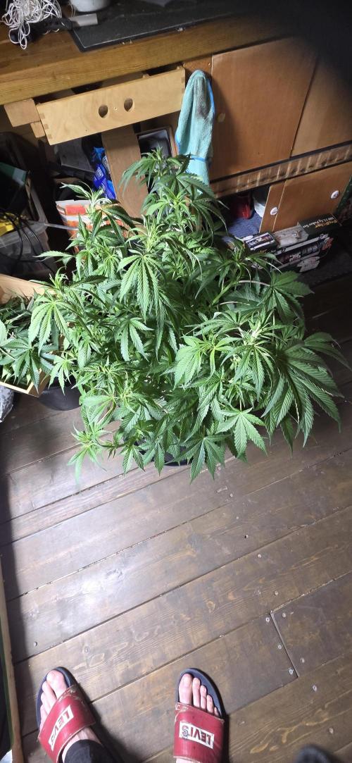 Auto Sour Diesel . Week 9