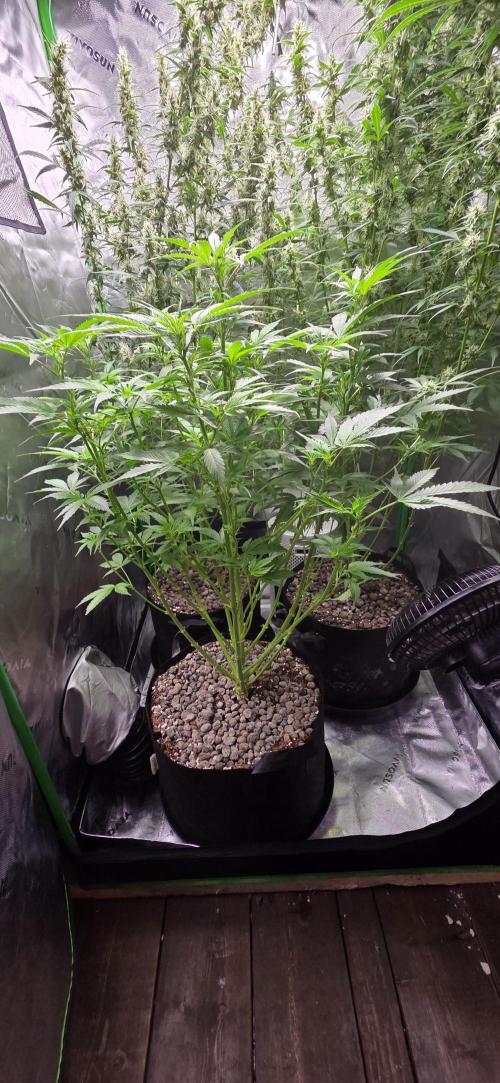 Auto Sour Diesel . Week 10
