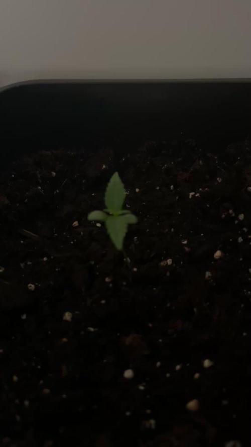 Wedding cake auto & Strawberry gorilla