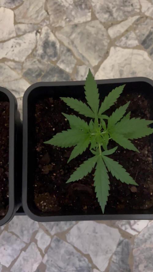Wedding cake auto & Strawberry gorilla