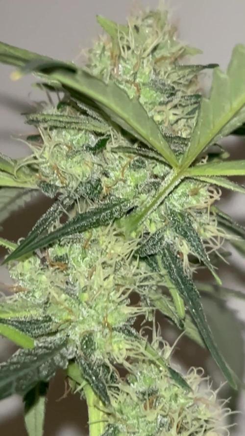 Wedding cake auto & Strawberry gorilla