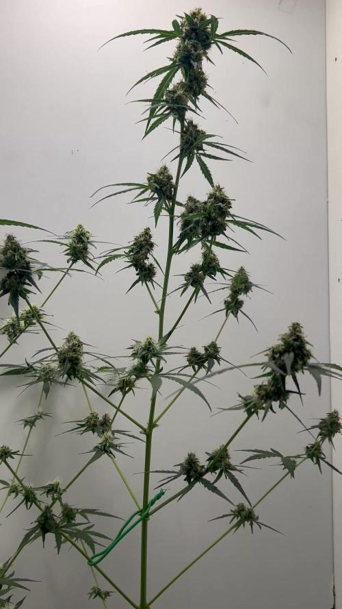 Wedding cake auto & Strawberry gorilla