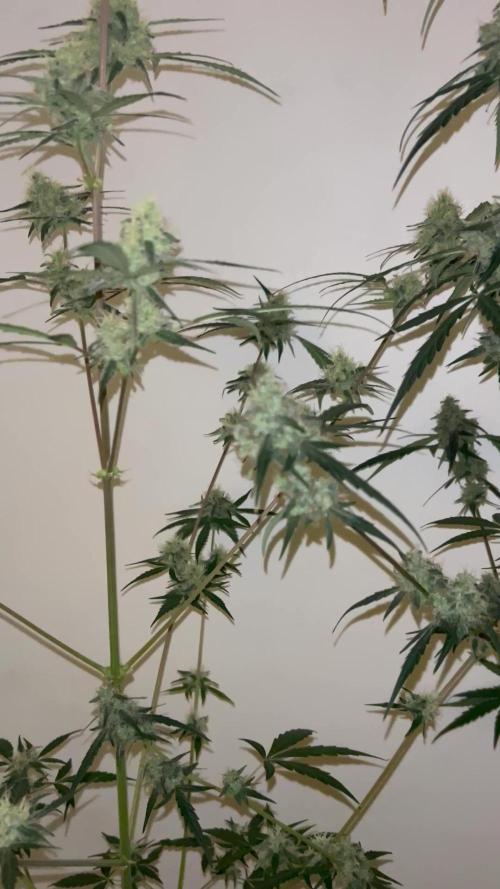 Wedding cake auto & Strawberry gorilla