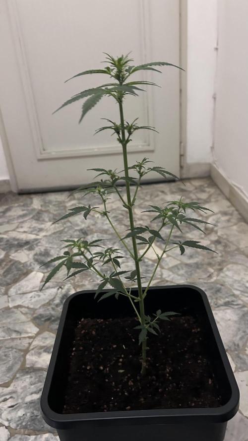 Seconda coltivazione da principiante. Week 5