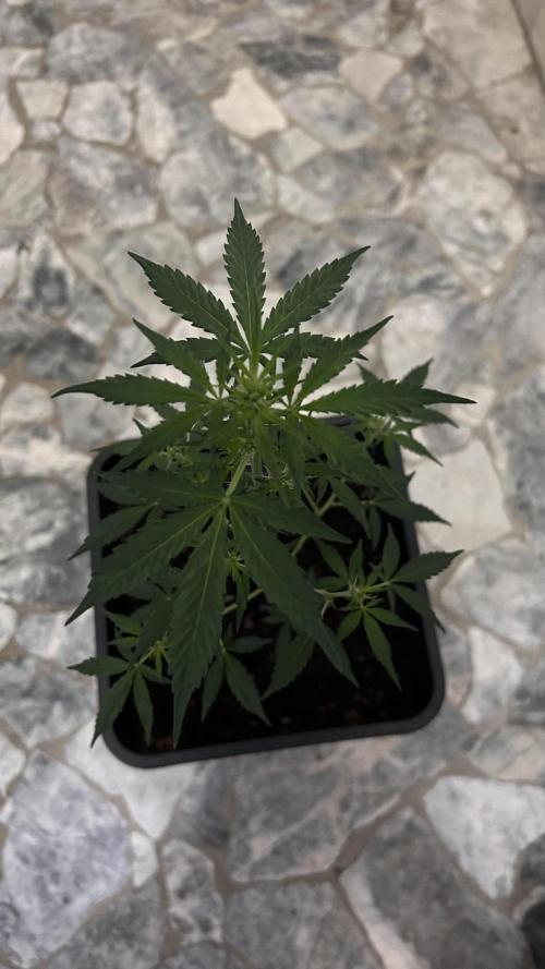 Seconda coltivazione da principiante. Week 5