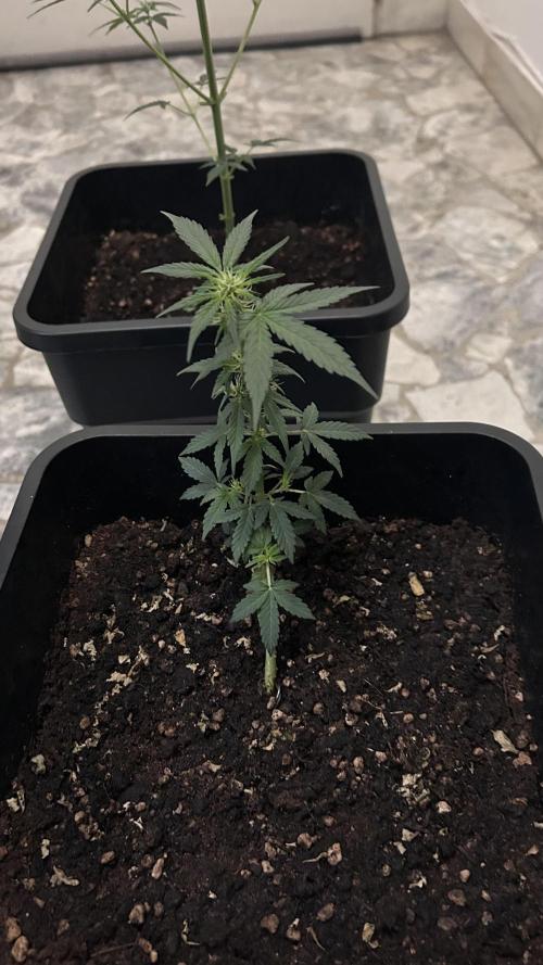 Seconda coltivazione da principiante. Week 5