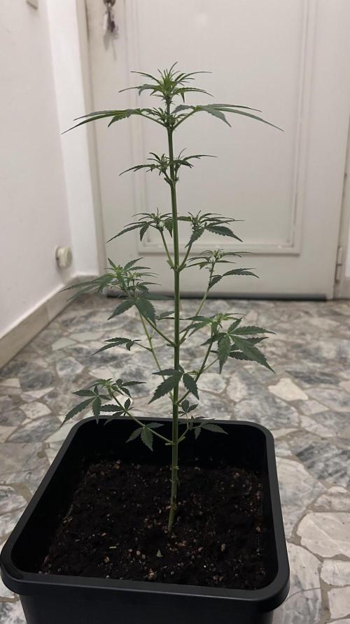 Seconda coltivazione da principiante. Week 5