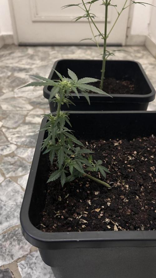 Seconda coltivazione da principiante. Week 5