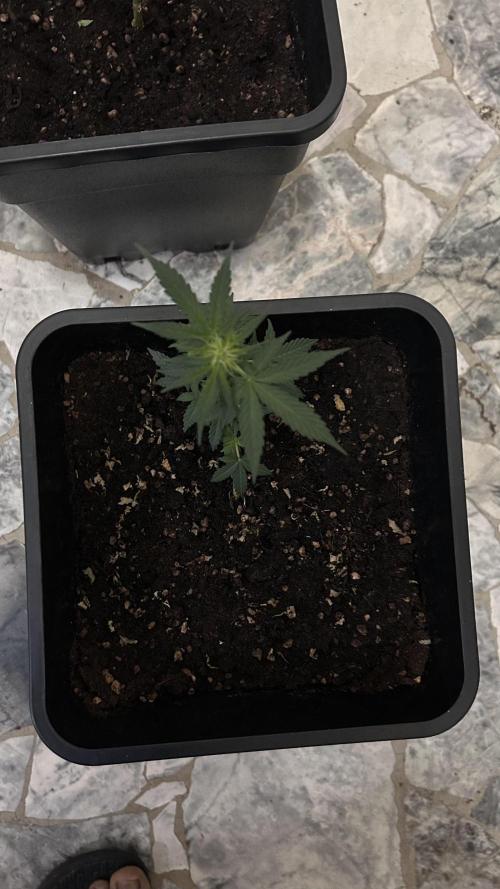 Seconda coltivazione da principiante. Week 5