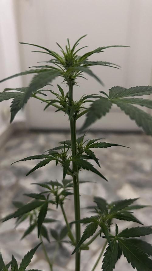 Seconda coltivazione da principiante. Week 5