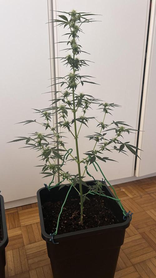 Seconda coltivazione da principiante. Week 7