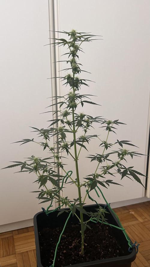 Seconda coltivazione da principiante. Week 7