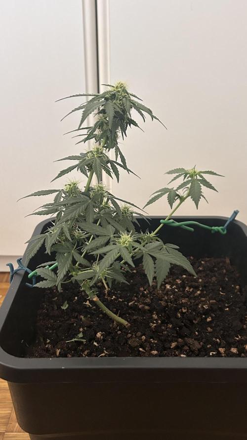 Seconda coltivazione da principiante. Week 7