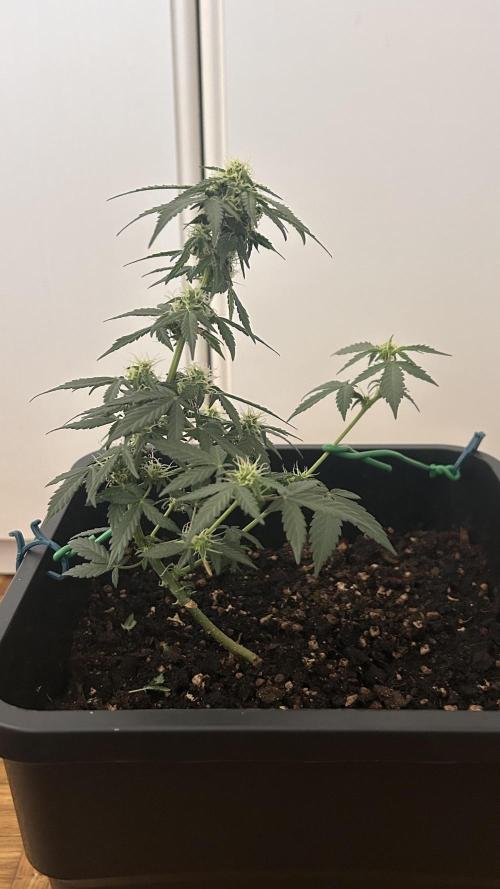 Seconda coltivazione da principiante. Week 7