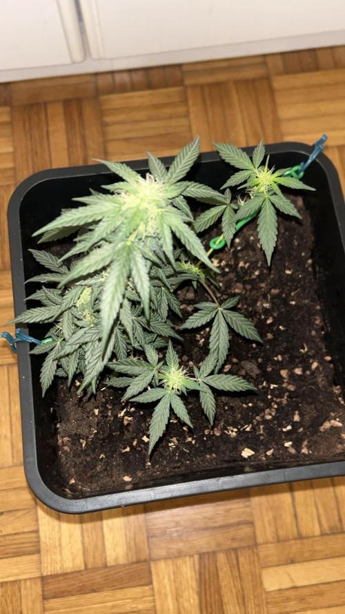 Seconda coltivazione da principiante. Week 7