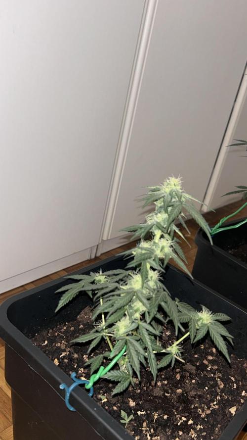 Seconda coltivazione da principiante. Week 7