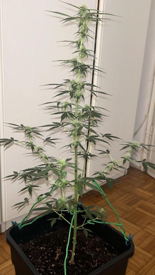 Seconda coltivazione da principiante. Week 7