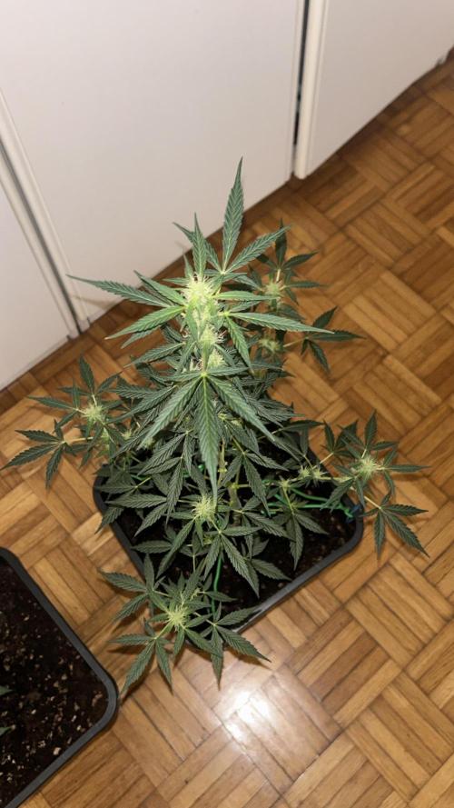 Seconda coltivazione da principiante. Week 7