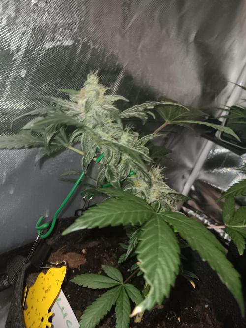 JVKdopegrow