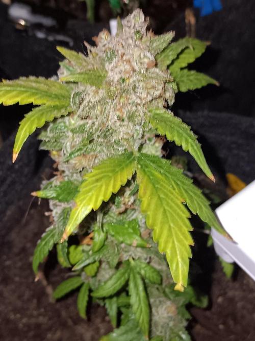 JVK Weedgrow. Week 14