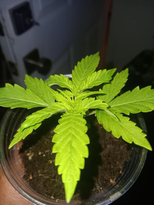 JVKdopegrow
