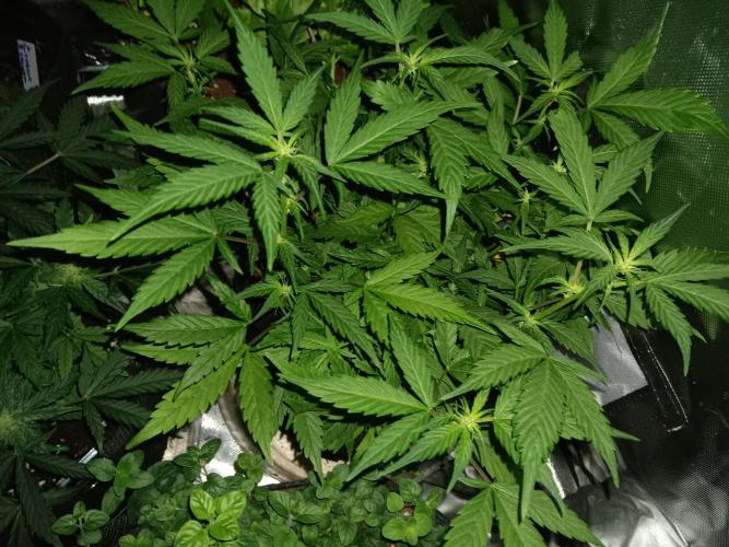 JVK Grow Quickone. Week 5