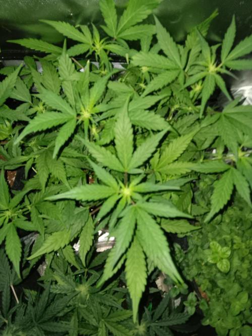 JVK Grow Quickone. Week 5