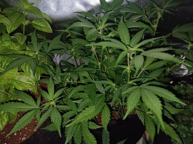 JVK Grow Quickone. Week 5