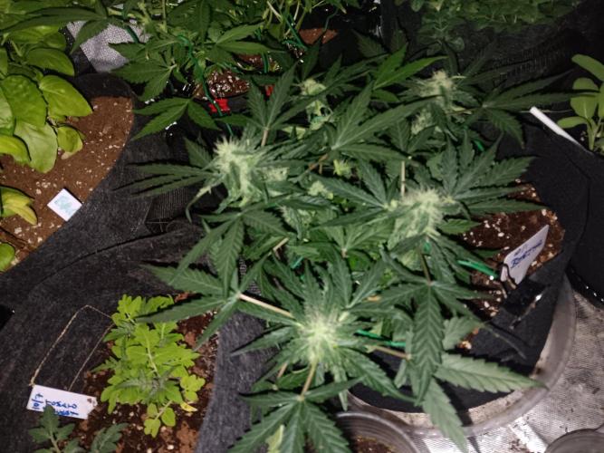 JVK Grow Quickone. Week 5