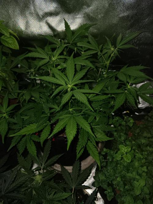 JVK Grow Quickone. Week 5