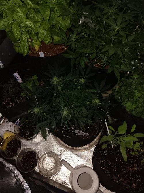JVK Grow Quickone. Week 5