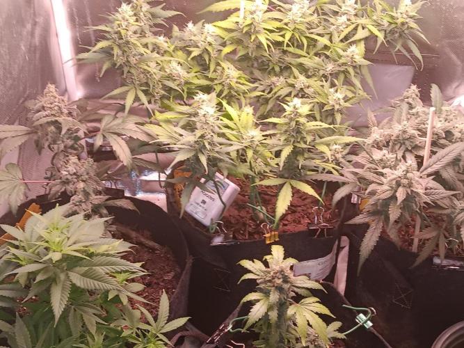 JVK Weedgrow. Week 14