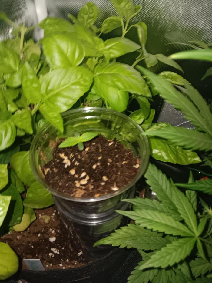 JVK Grow Quickone2. Week 0