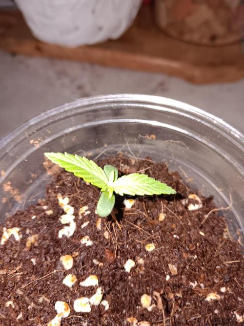 JVK Grow Quickone2. Week 0