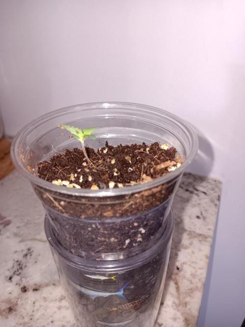 JVK Grow Quickone2. Week 0