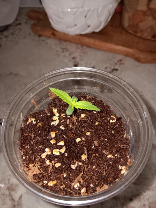 JVK Grow Quickone2. Week 0